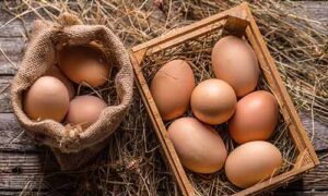 Free Range Eggs