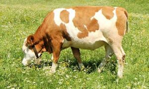 Free Range Beef
