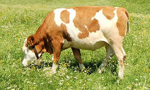 Free-Range-Beef