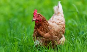 Free Range Chicken