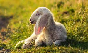 Free Range Lamb