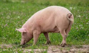 Free Range Pork