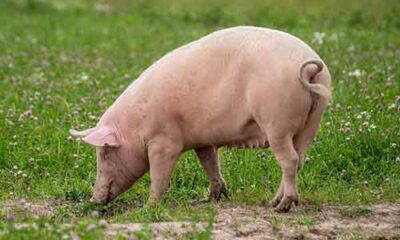 Free Range Pork
